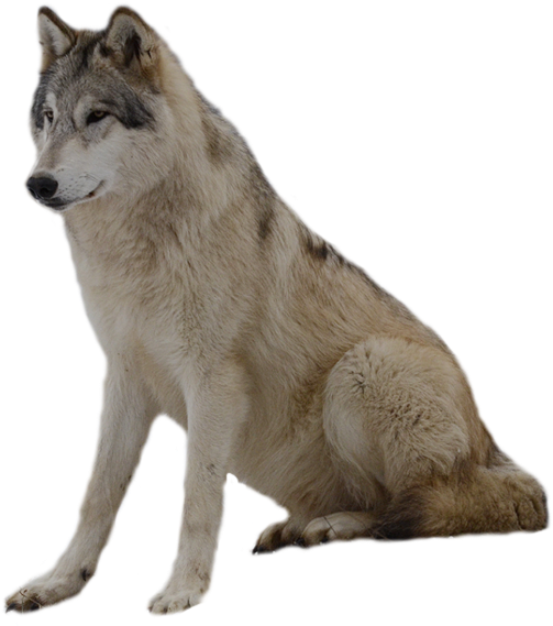 Download - Wolf Png (1024x621), Png Download