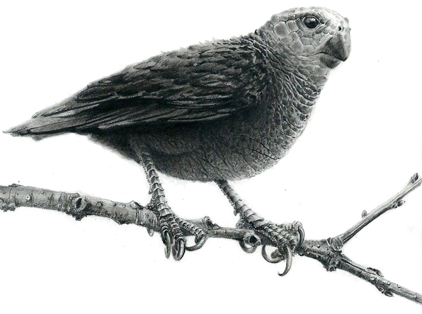 Stephanie Anderson Art By Stephanie Anderson - Art (596x444), Png Download