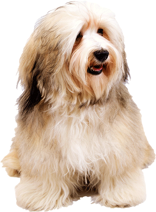 Dog Png - Havanese Mom Said I'm A Baby (1170x780), Png Download