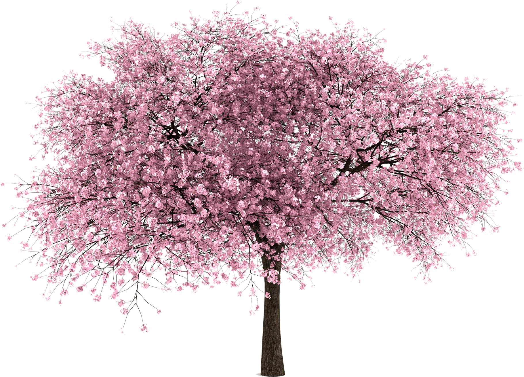 20 Imágenes De Árbol Png - Cherry Blossom Tree Png (900x692), Png Download