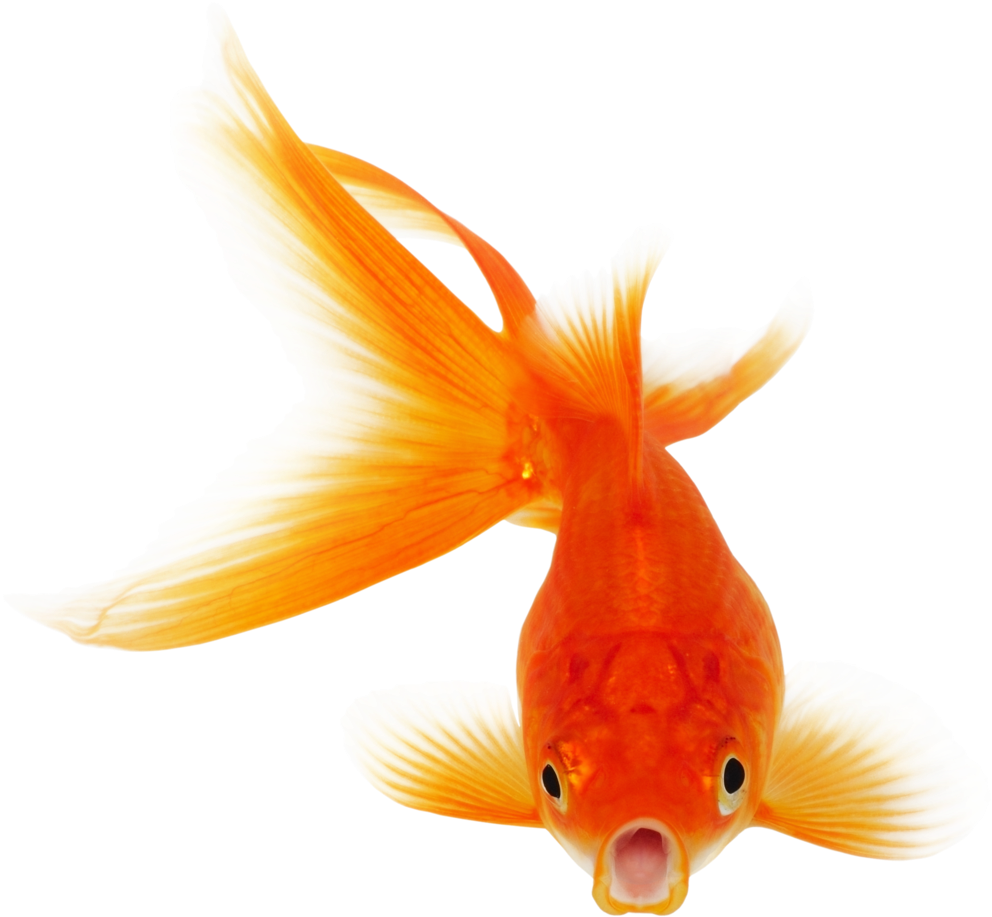 Real Fish Png Clipart - Vocabulary Builder Vol 3 (1024x1024), Png Download
