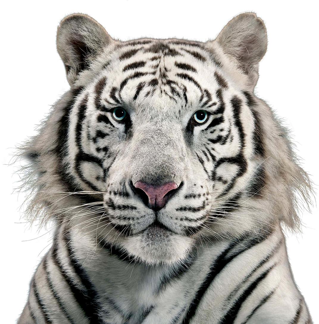 Free Png White Tiger Png Images Transparent - White Tiger Transparent Background (850x772), Png Download