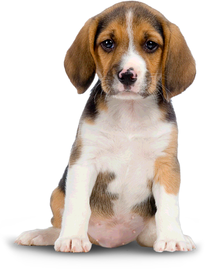 Beagle Clipart Transparent Background - Dogs Png (417x547), Png Download