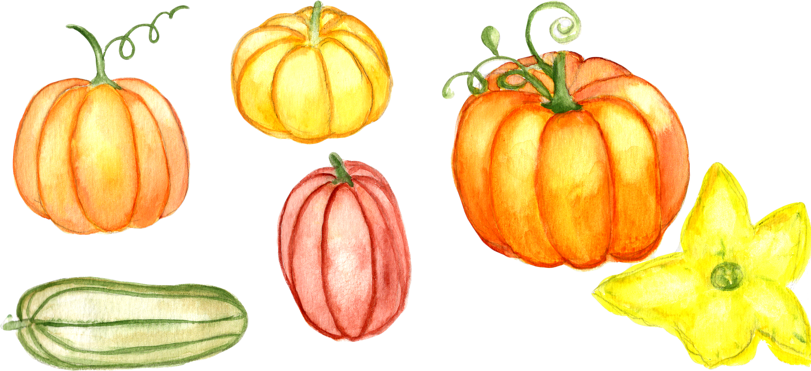 Watercolor Pumpkin Clipart Example Image - Watercolor Painting (2623x1216), Png Download