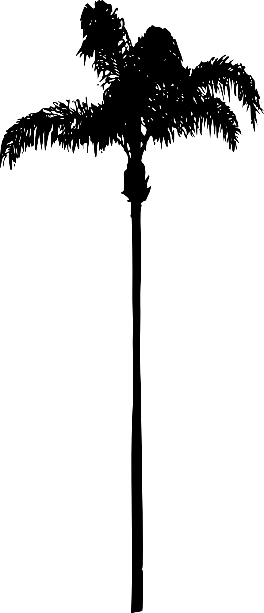 Palm Tree Png - Palm Trees (480x1115), Png Download