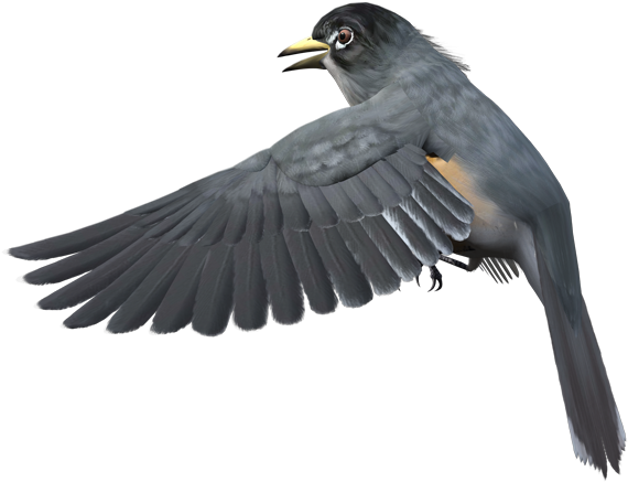 Grey Bird Png (600x463), Png Download
