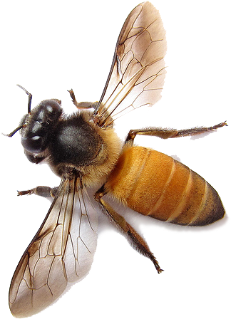 Bee Png Image - Honey Bee Png (500x500), Png Download