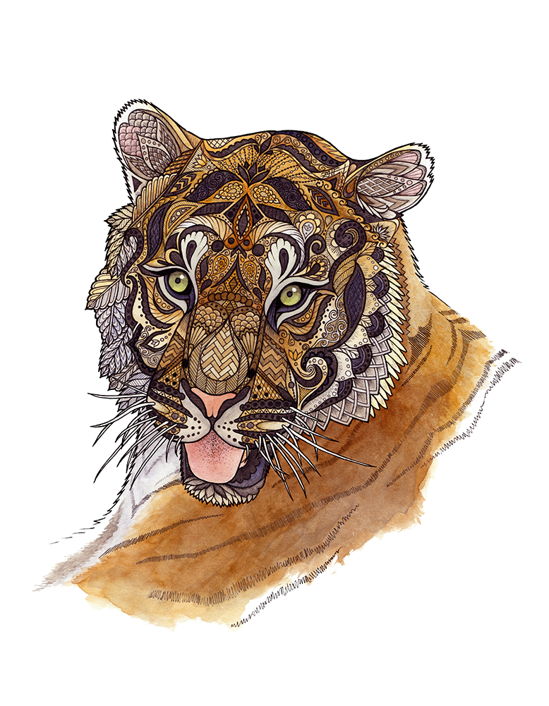 The Adult Male Tiger Can - Tiger (1000x1000), Png Download