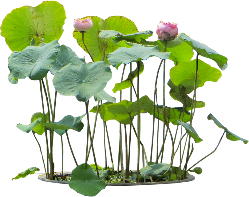 10 Free Plants &amp - Water Plant Cut Out (640x518), Png Download