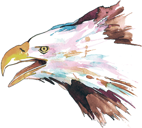 Bald Eagle (475x430), Png Download