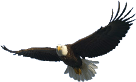 Download - Flying Eagle Png (471x302), Png Download