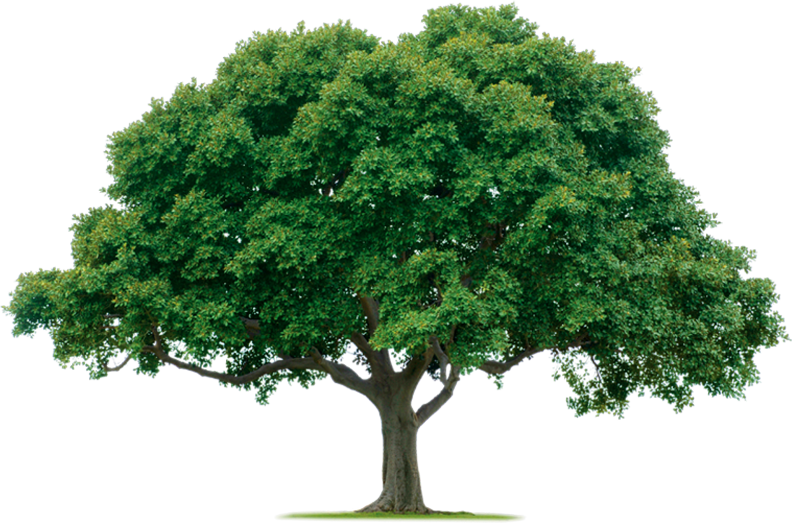 Png Format Images - Tree Png (2000x1082), Png Download