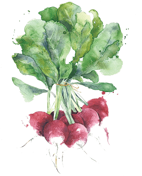 Radishes Illustration (492x607), Png Download
