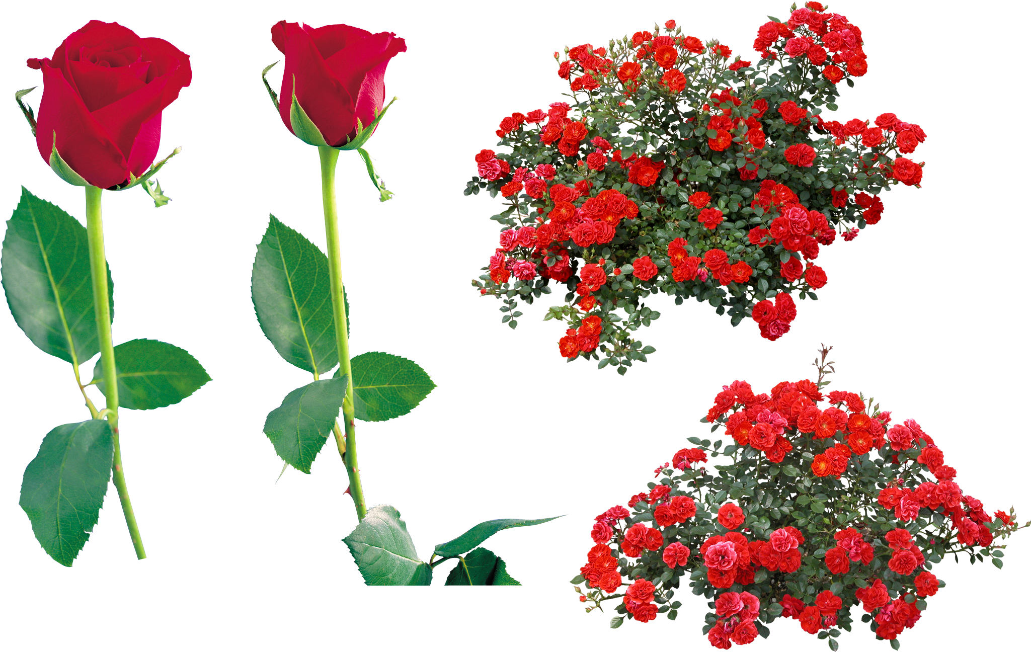 Rose Flower Clip Art - Red Rose Bush Png (2049x1296), Png Download