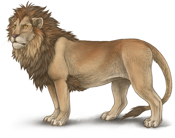 Lioden - Lion Drawing In Color (640x500), Png Download