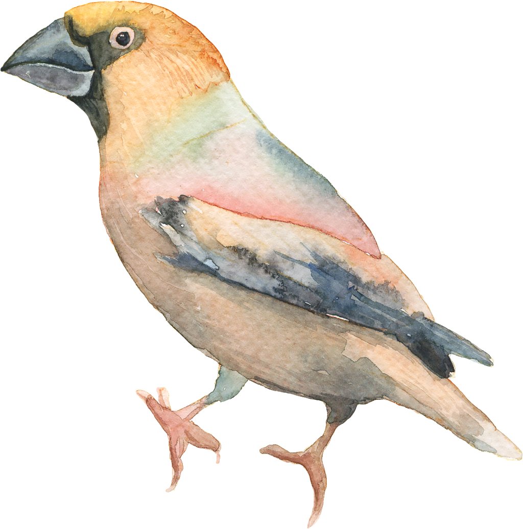 Bird (1024x1036), Png Download