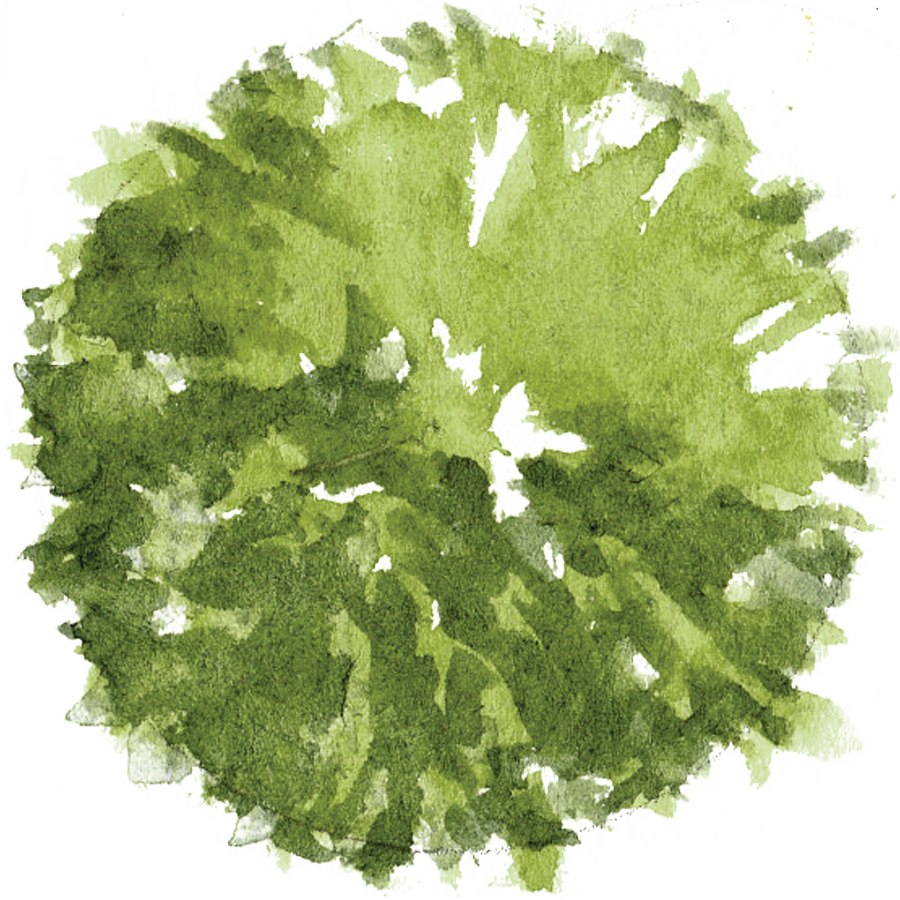 Tree Plan Png - Watercolor Tree Plan Png (900x900), Png Download