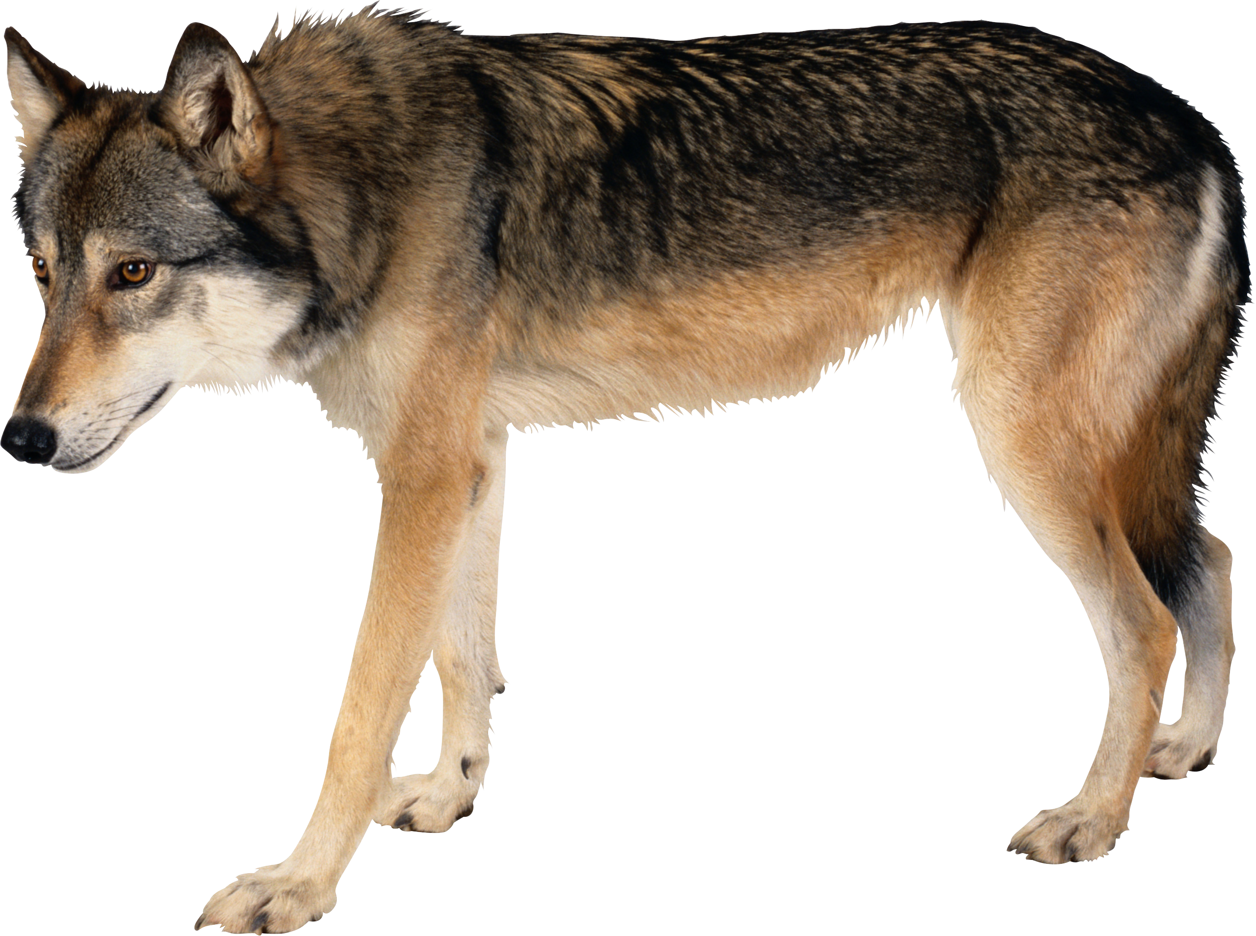 Download - Wolf Pendant Wolf Necklace Wolf Jewelry (2558x1907), Png Download