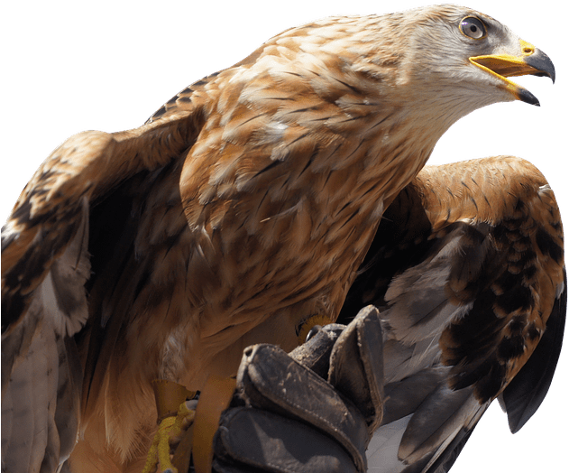 Download Golden Eagle Golden Eagle Head Png Full Size