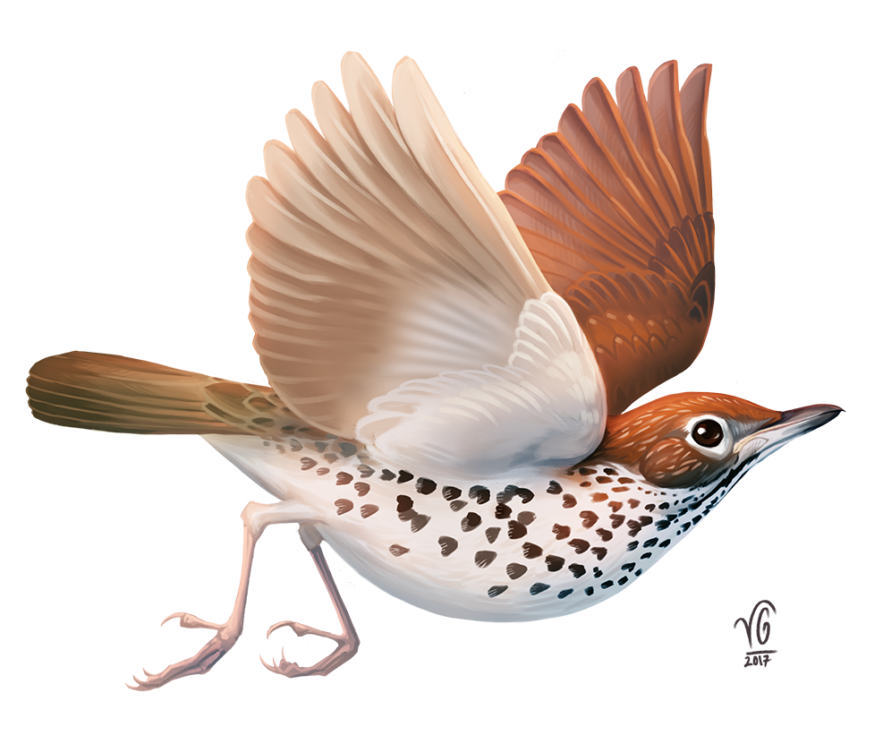 I Also Love Stories - Fantasy Bird Png (1000x842), Png Download