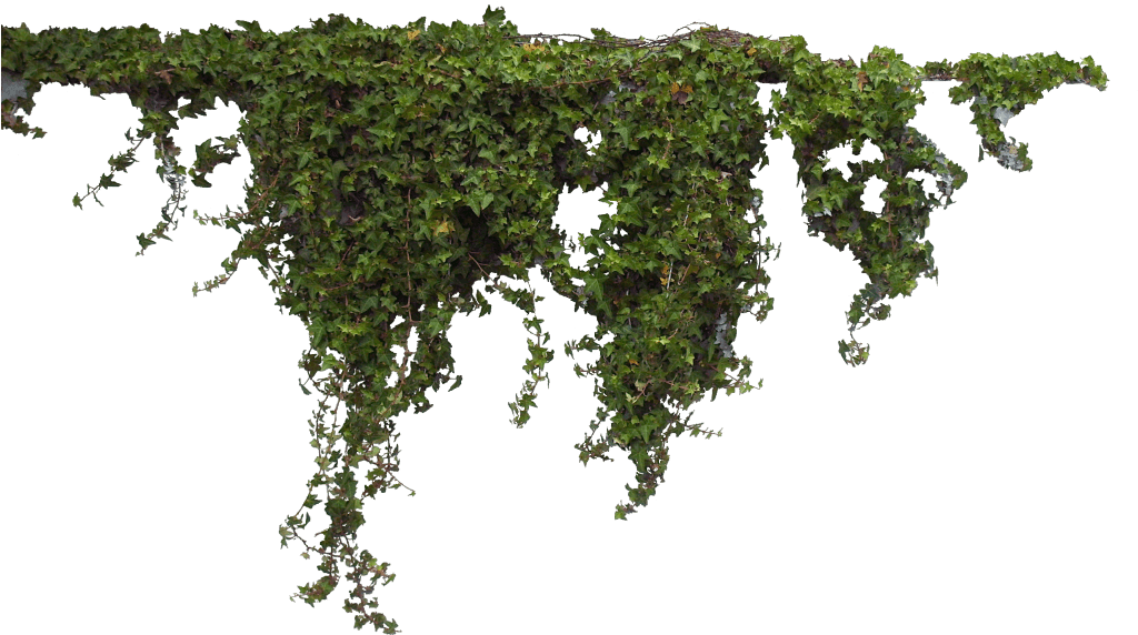 Download - Plants Photoshop (1023x600), Png Download