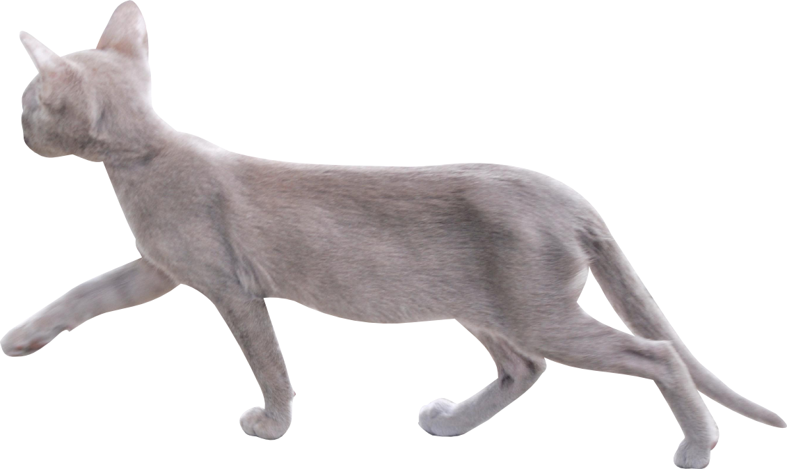 Free Digital Cat Png - Transparent Transparent Background Cat Png (1131x674), Png Download