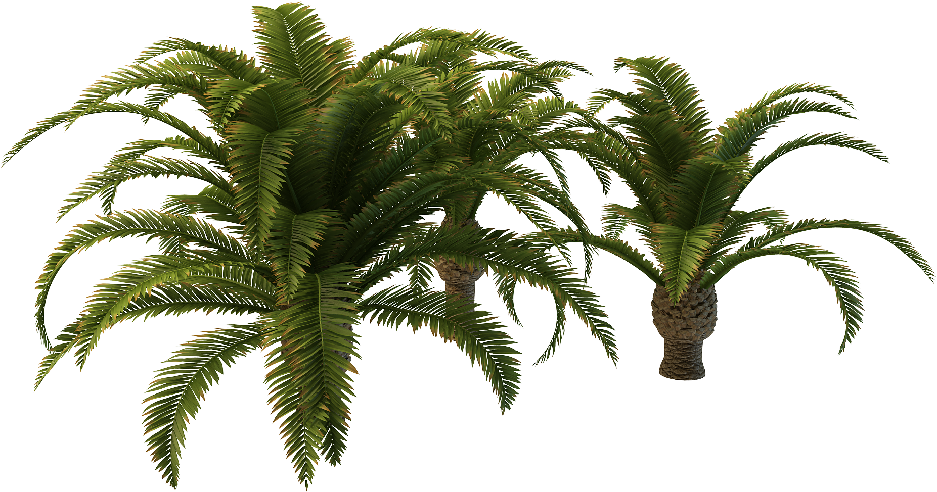 Free Icons Png - Palm Trees (2000x2000), Png Download