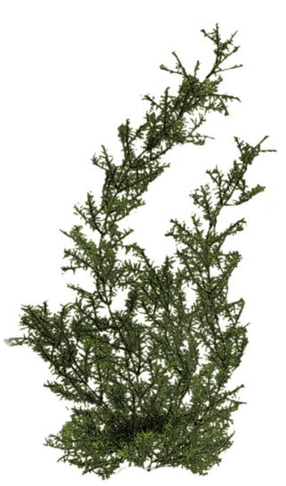 Free Png Plants Png Images Transparent - River Plants Png (850x620), Png Download