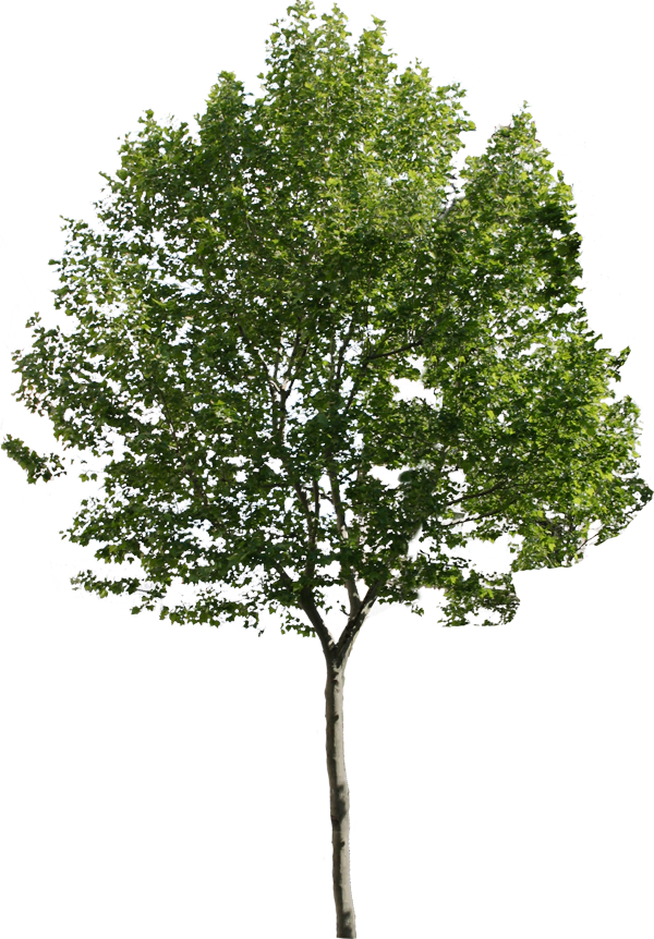 Pine Trees Png - New Haven Elm Tree (600x862), Png Download