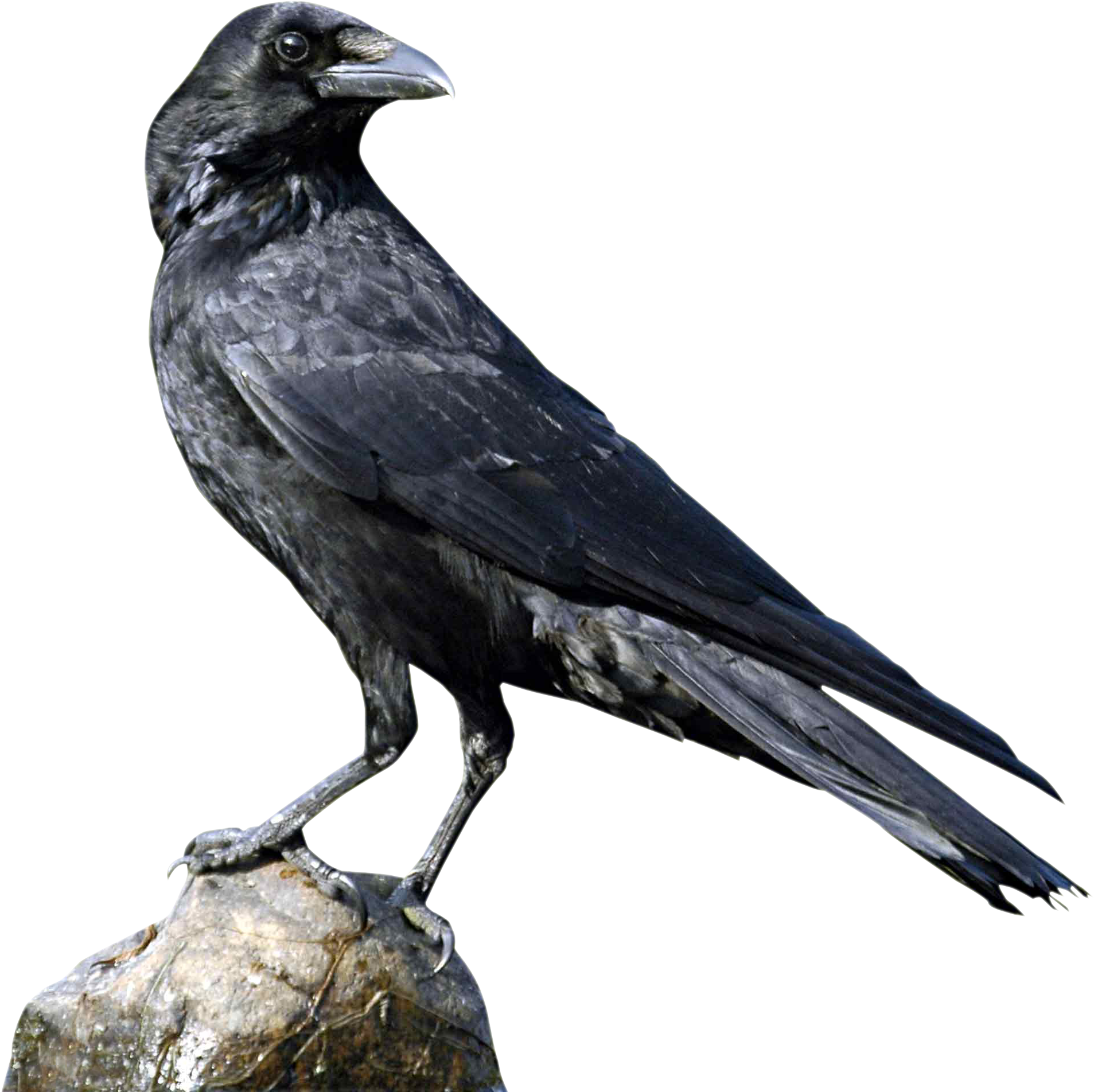 Png Images Of Crow (2083x1970), Png Download