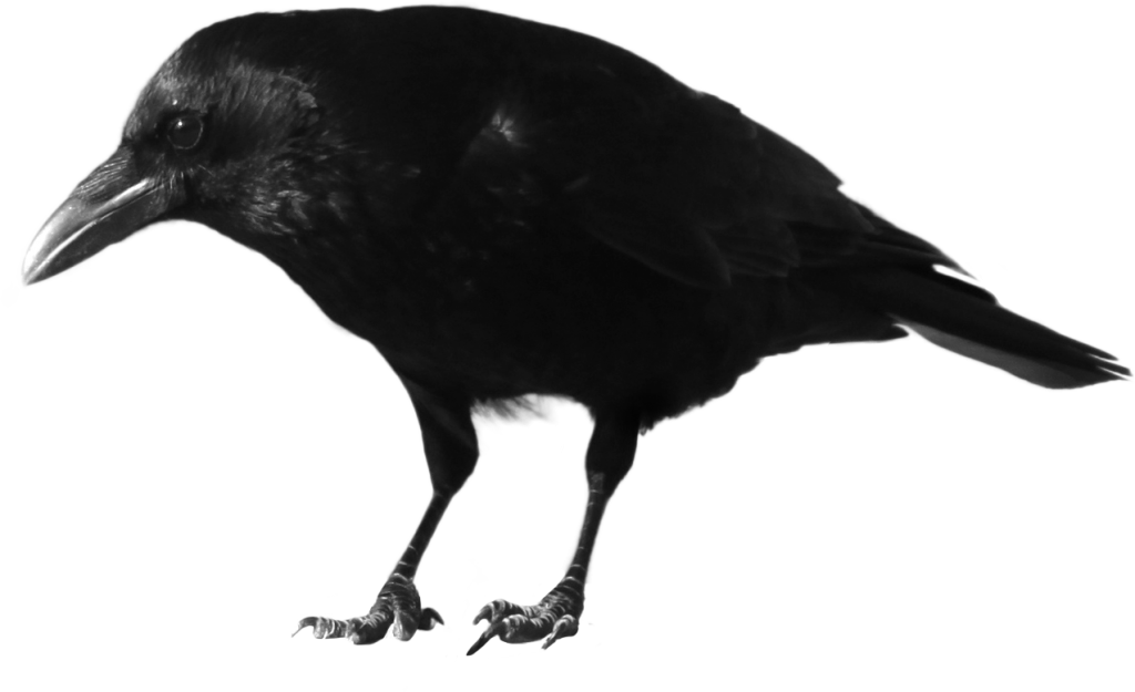 Crow Png Hd - Crow Transparent (1024x625), Png Download