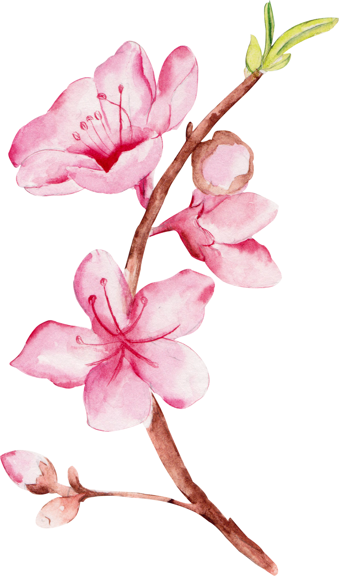 Watercolour - Posterazzi True Beauty Poster Print By Amy Cummings (1101x1869), Png Download