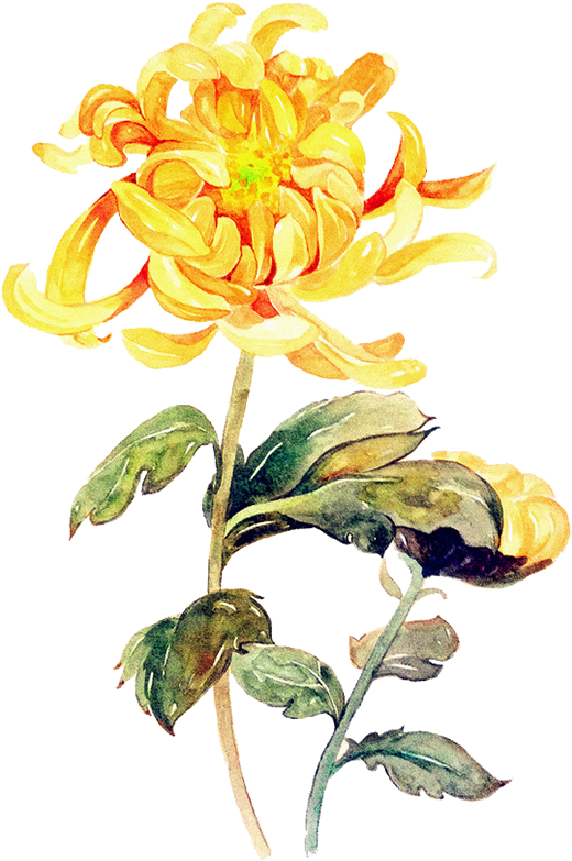 Floral Illustrations, Artworks, Watercolor, Cartoon, - Yellow Flower Paint Png (635x846), Png Download