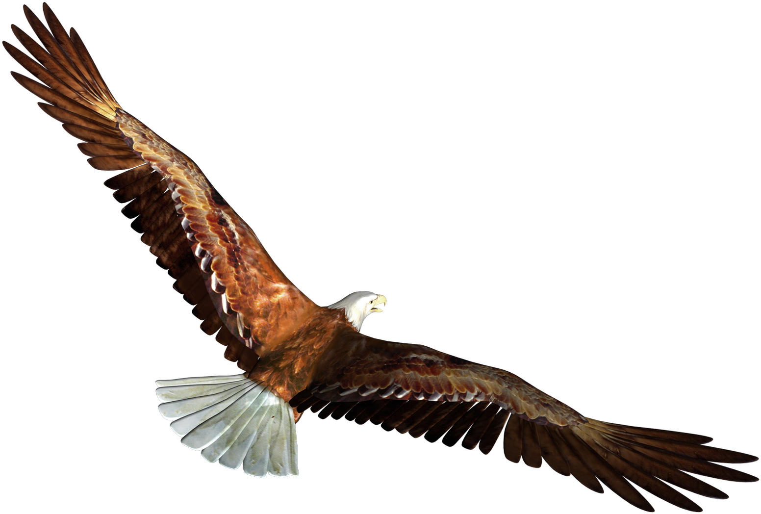 Eagle Clipart Transparent Background - Eagle Flying Transparent Background (1580x1085), Png Download