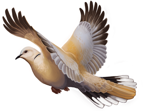 Here's A Eurasian Collared Dove To Fly Across Your - Northern Gannet (500x367), Png Download