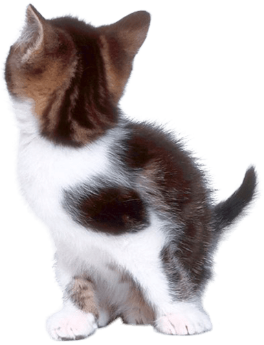 Back Of Cat Transparent Background (384x500), Png Download
