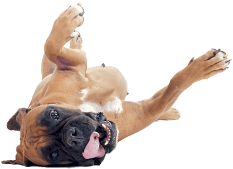 Dog Walkers Ampthill And Flitwick Happy Dog Png - Love N Creatures Dog Food Bowl Feeding Flat-faced Dogs (480x381), Png Download