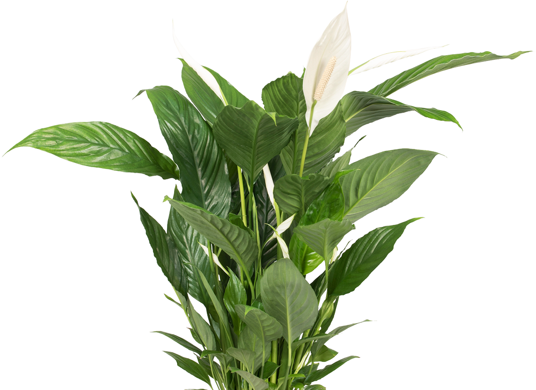 Desk Plant Png Clipart Royalty Free Download - Bird Of Paradise Flower (1081x800), Png Download