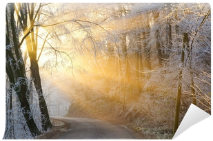 The Sun's Rays Pass Through The Fog In Winter Wall - Birch (400x400), Png Download