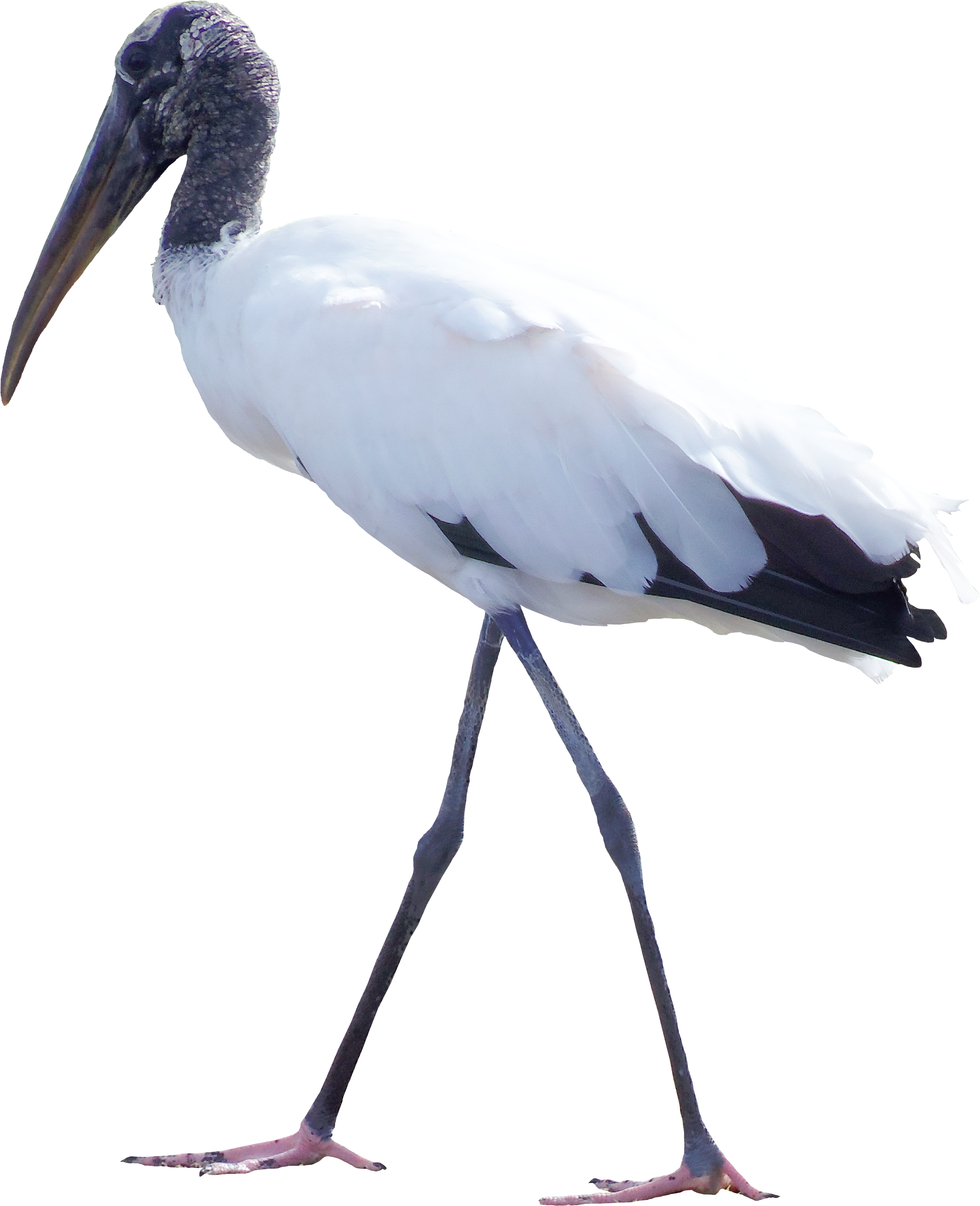 Bird White Stork Feather Clip Art - Everglades (2824x2824), Png Download