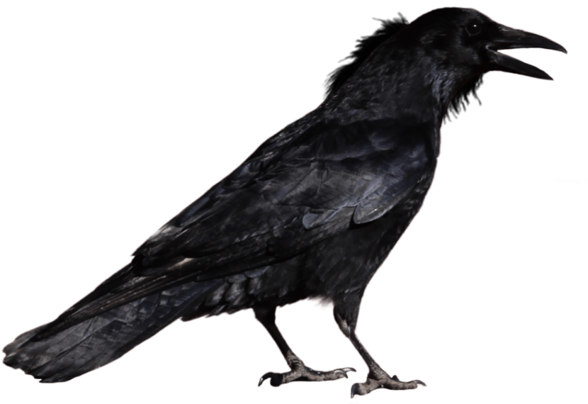 Free Png Crow Png Images Transparent - Crow Png (850x638), Png Download