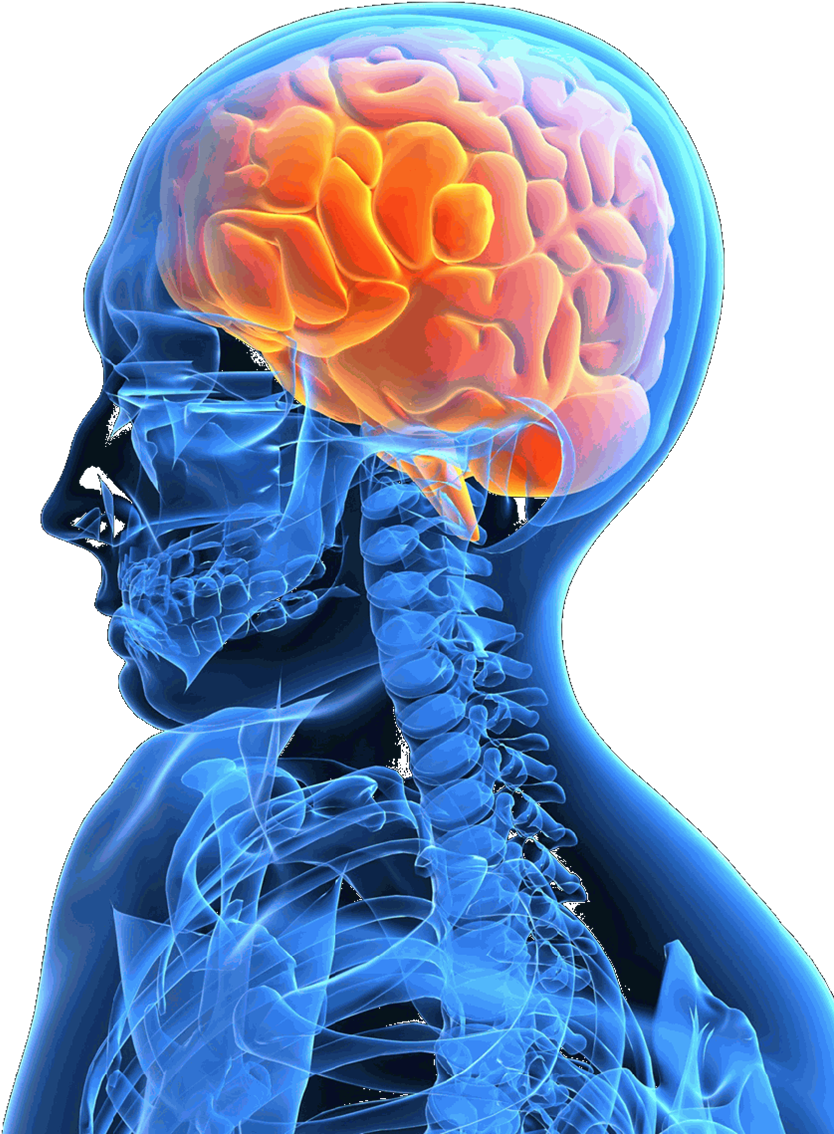 About Acquired Brain Injury - Brain In Skull Png (888x1185), Png Download
