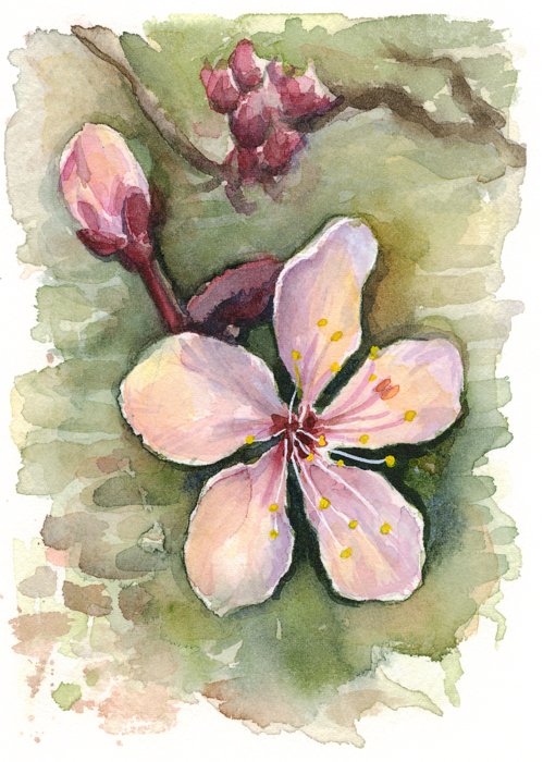 Cherry Blossom Watercolor By - Watercolor Painting (499x700), Png Download
