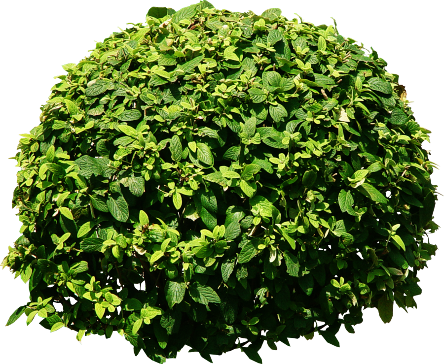 Bush Tree Png Tree Png - Bushes Png (900x739), Png Download