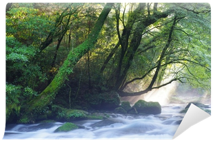Virgin Forest And Shaft Beam Of Light Wall Mural • - Light Beam (400x400), Png Download
