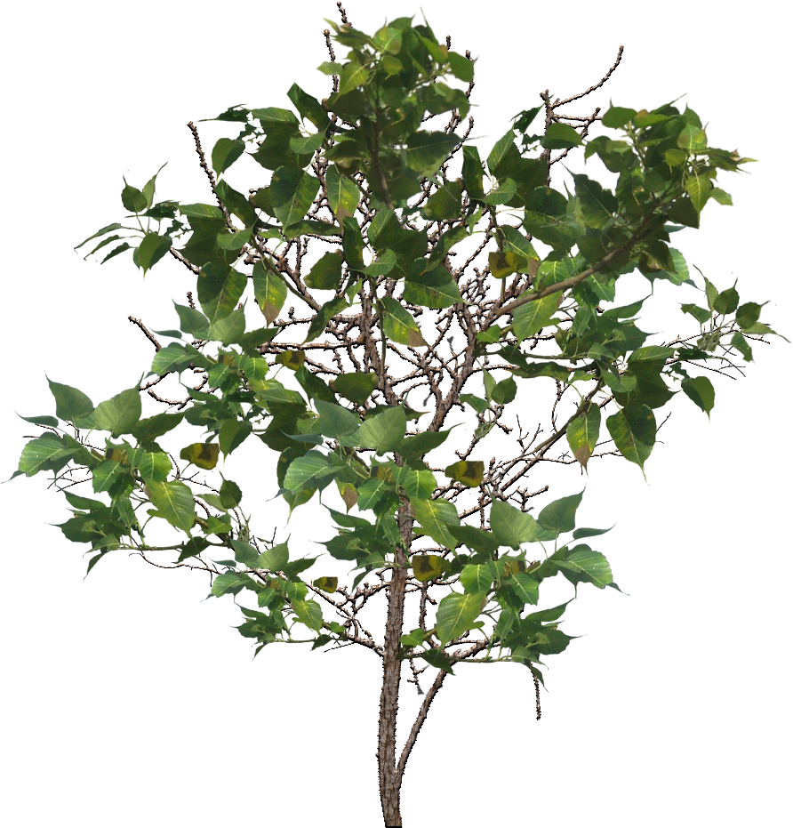 Tree Branch Png Image - Branch (1024x1024), Png Download