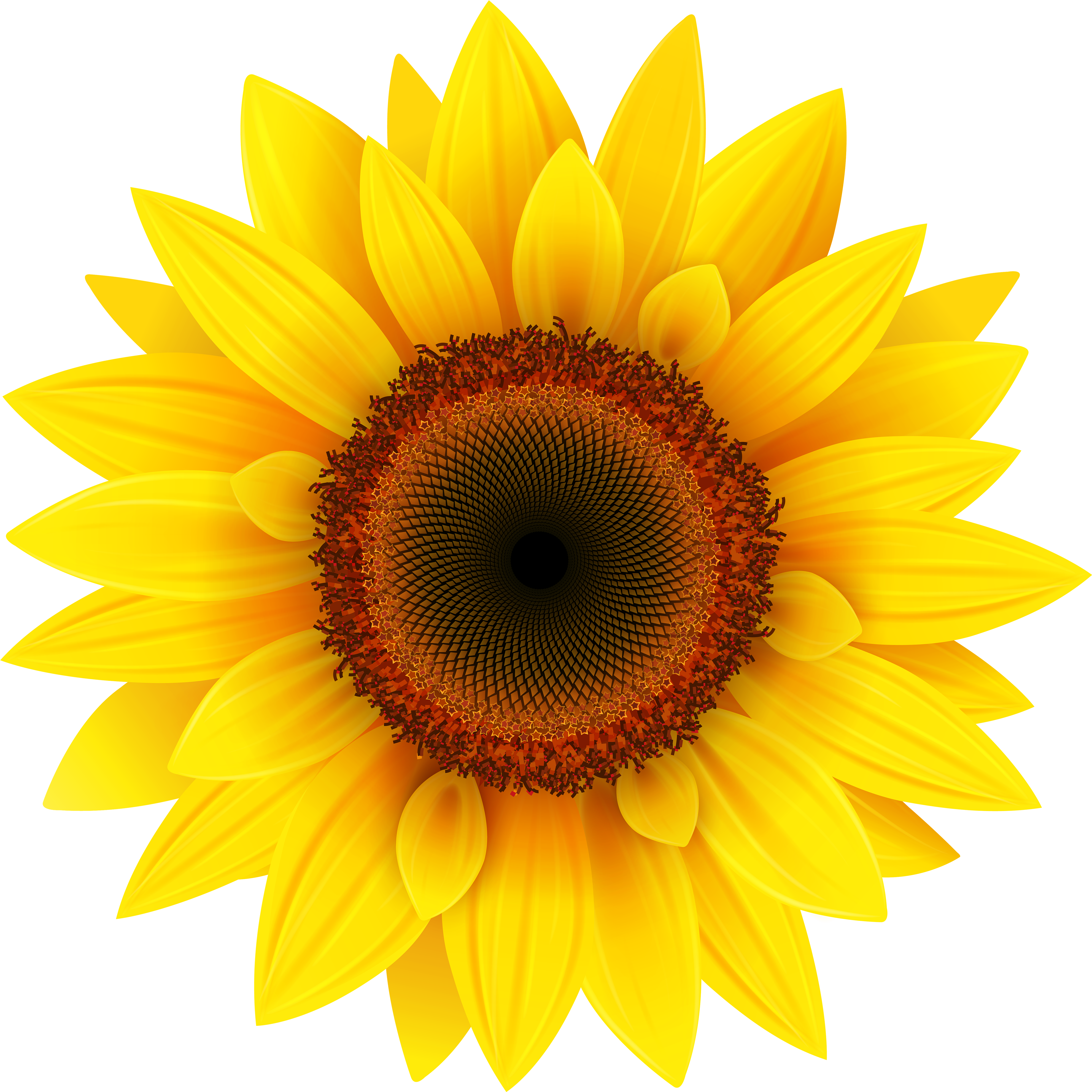 Jpg Black And White Library Sun Flower Clipart (4000x4001), Png Download