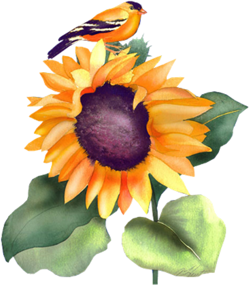 Sunflowers Animals - .net (520x600), Png Download
