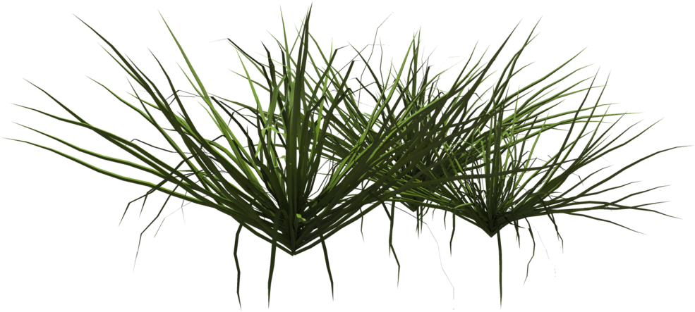 Grass Shrub Png - Grass Shrubs Png (1024x639), Png Download