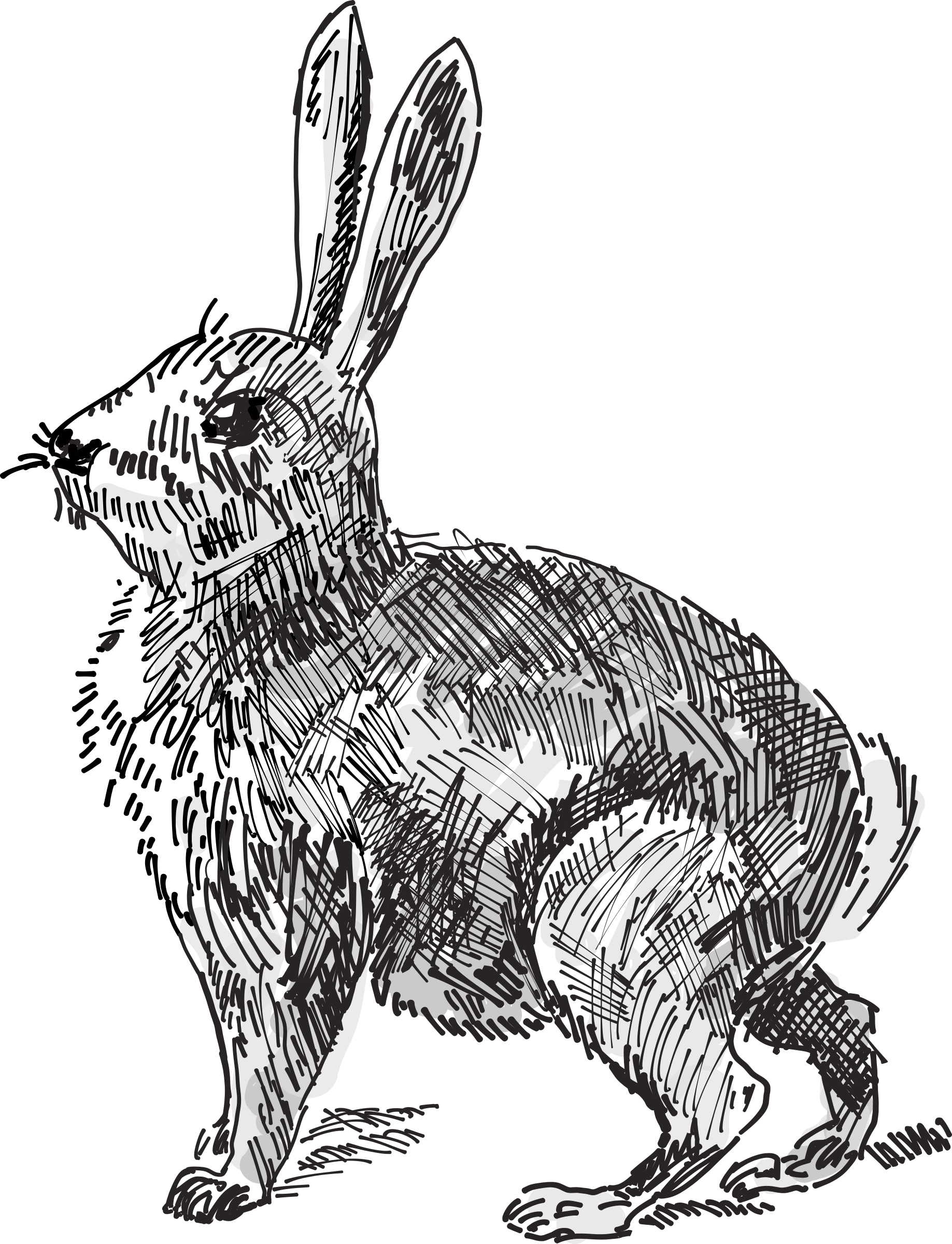 Rabbit Png (1837x2400), Png Download